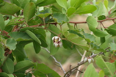 Holostemma annulare